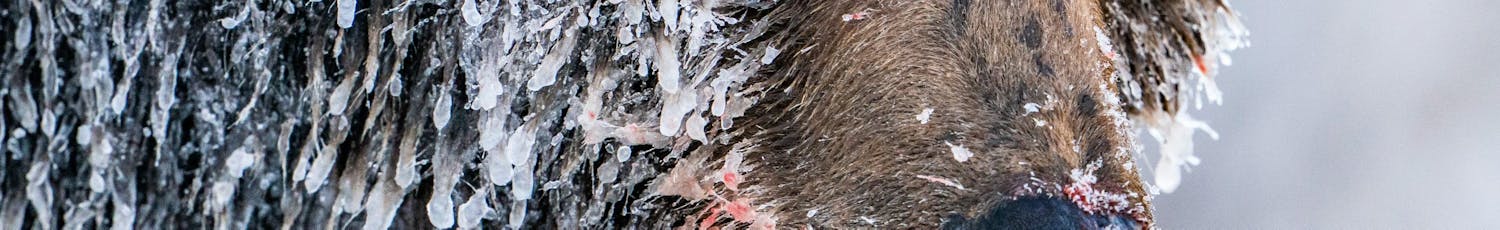 Nærbilde av grizzlybjørn med is i pelsen